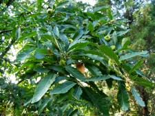 Дуб про́бковый (лат. Quercus suber)
