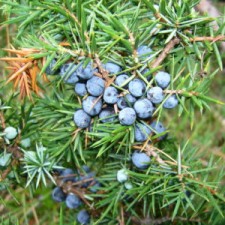Можжевельник обыкновенный или Ве́рес (лат. Juníperus commúnis)