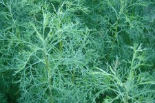 Полы́нь древовидная (Artemisia abrotanum)